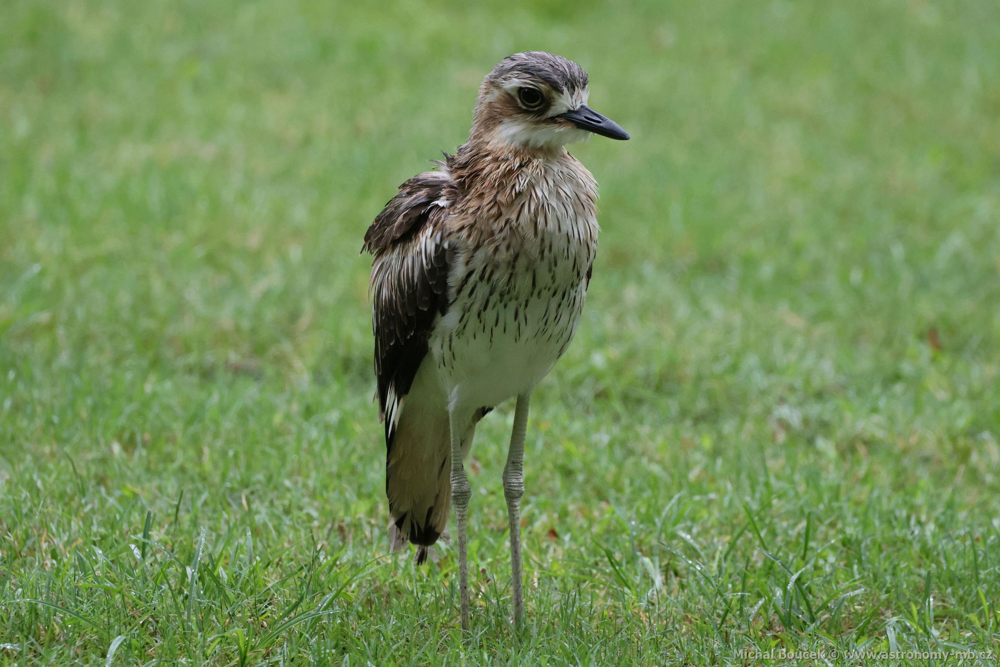 Dytík velký (Burhinus grallarius)