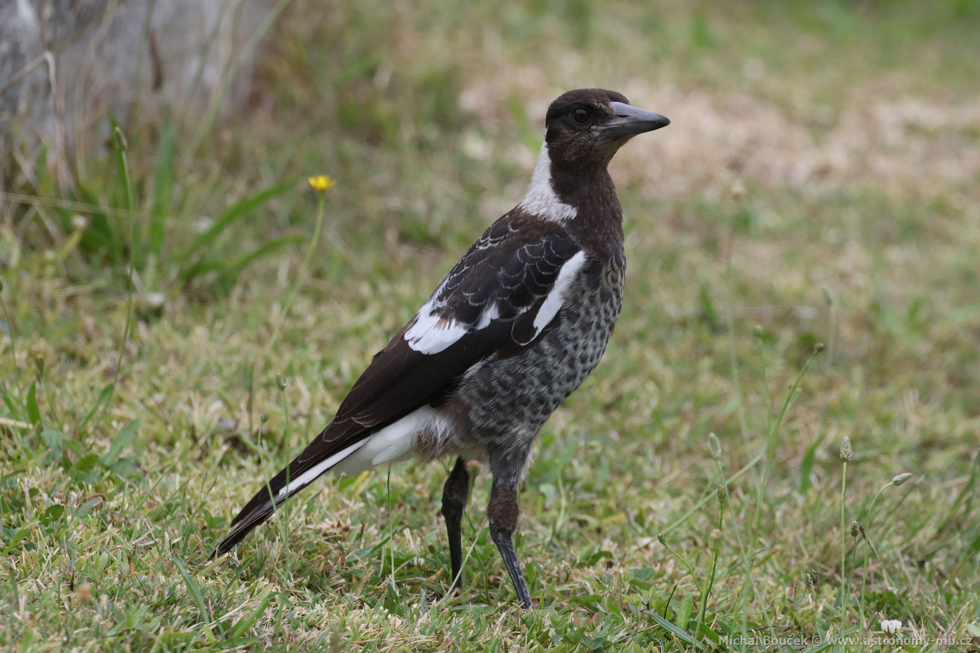 Fléták australský (Gymnorhina tibicen)