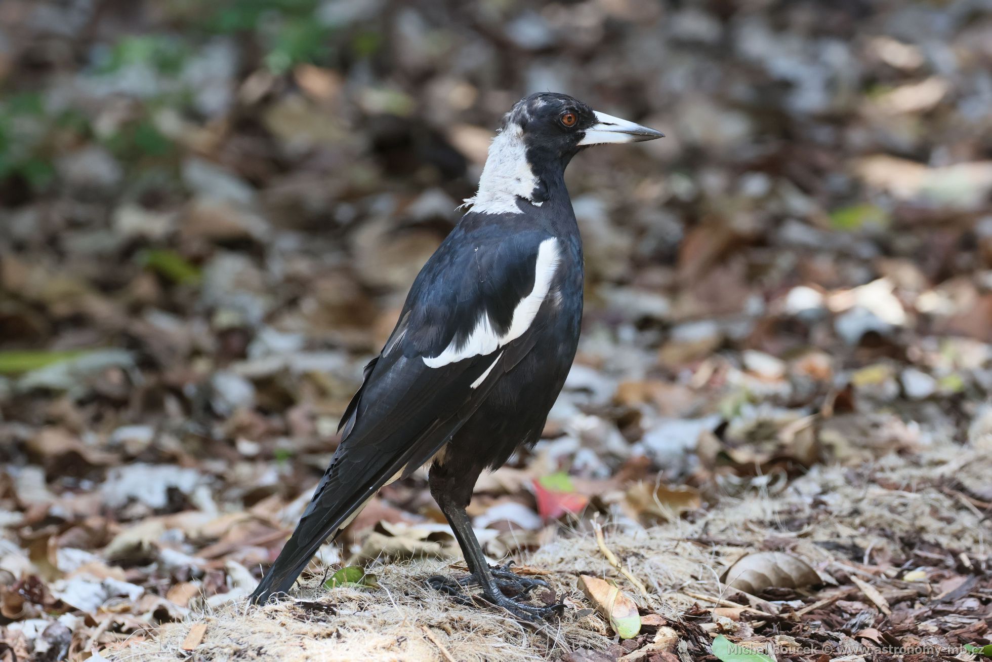 Fléták australský (Gymnorhina tibicen)