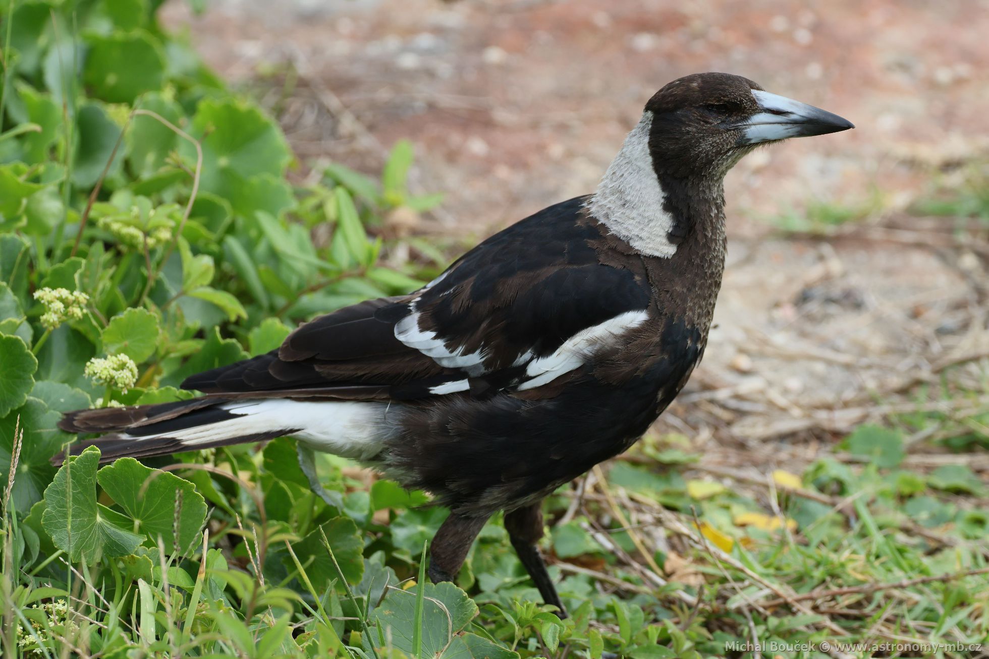 Fléták australský (Gymnorhina tibicen)