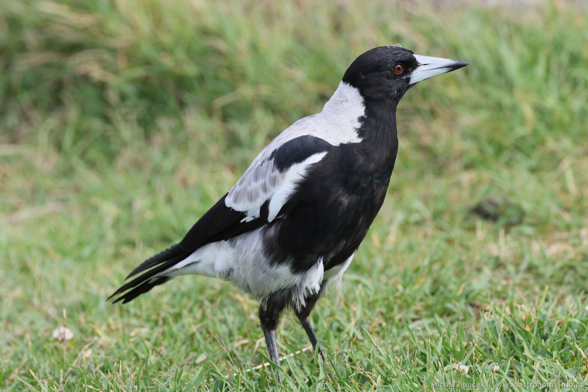 Fléták australský (Gymnorhina tibicen)