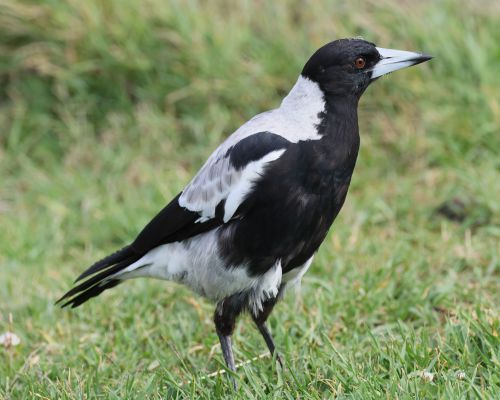 Fléták australský (Gymnorhina tibicen)