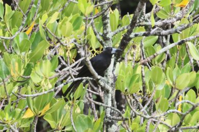 Fléták erný (Melloria quoyi)