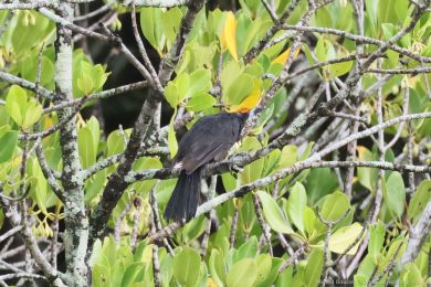 Fléták erný (Melloria quoyi)