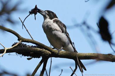 Fléták šedohbetý (Cracticus torquatus)