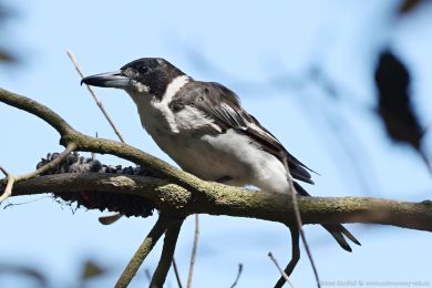 Fléták šedohbetý (Cracticus torquatus)