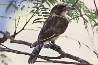 Fléták šedohbetý (Cracticus torquatus)