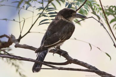 Fléták šedohbetý (Cracticus torquatus)