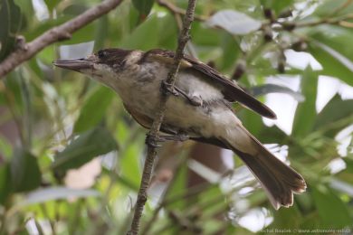 Fléták šedohbetý (Cracticus torquatus)