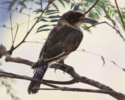 Fléták šedohbetý (Cracticus torquatus)