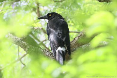 Flétòák šedohøbetý (Cracticus torquatus) Flétòák šedohøbetý (Cracticus torquatus)