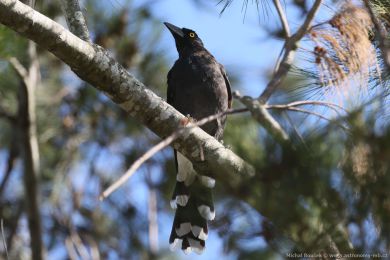 Flétòák šedohøbetý (Cracticus torquatus) Flétòák šedohøbetý (Cracticus torquatus)