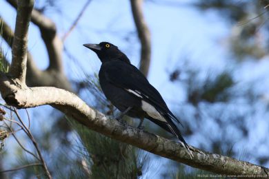 Flétòák šedohøbetý (Cracticus torquatus) Flétòák šedohøbetý (Cracticus torquatus)