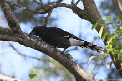 Flétòák šedohøbetý (Cracticus torquatus) Flétòák šedohøbetý (Cracticus torquatus)