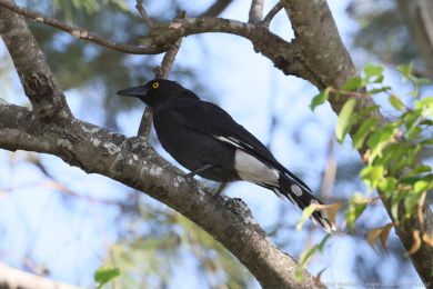 Flétòák šedohøbetý (Cracticus torquatus) Flétòák šedohøbetý (Cracticus torquatus)