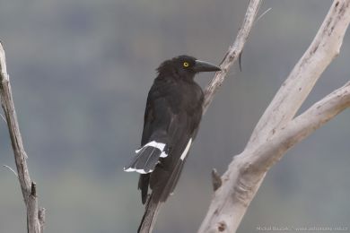 Flétòák šedohøbetý (Cracticus torquatus) Flétòák šedohøbetý (Cracticus torquatus)