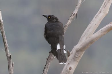 Flétòák šedohøbetý (Cracticus torquatus) Flétòák šedohøbetý (Cracticus torquatus)