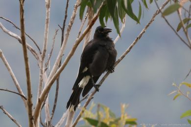 Flétòák šedohøbetý (Cracticus torquatus) Flétòák šedohøbetý (Cracticus torquatus)
