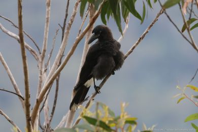 Flétòák šedohøbetý (Cracticus torquatus) Flétòák šedohøbetý (Cracticus torquatus)