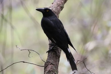 Flétòák šedohøbetý (Cracticus torquatus) Flétòák šedohøbetý (Cracticus torquatus)