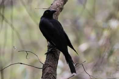 Flétòák šedohøbetý (Cracticus torquatus) Flétòák šedohøbetý (Cracticus torquatus)