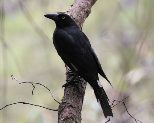 Fléták straí (Strepera graculina)