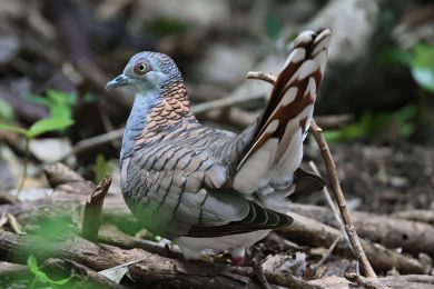 Holoubek bronzovohbetý (Geopelia humeralis)