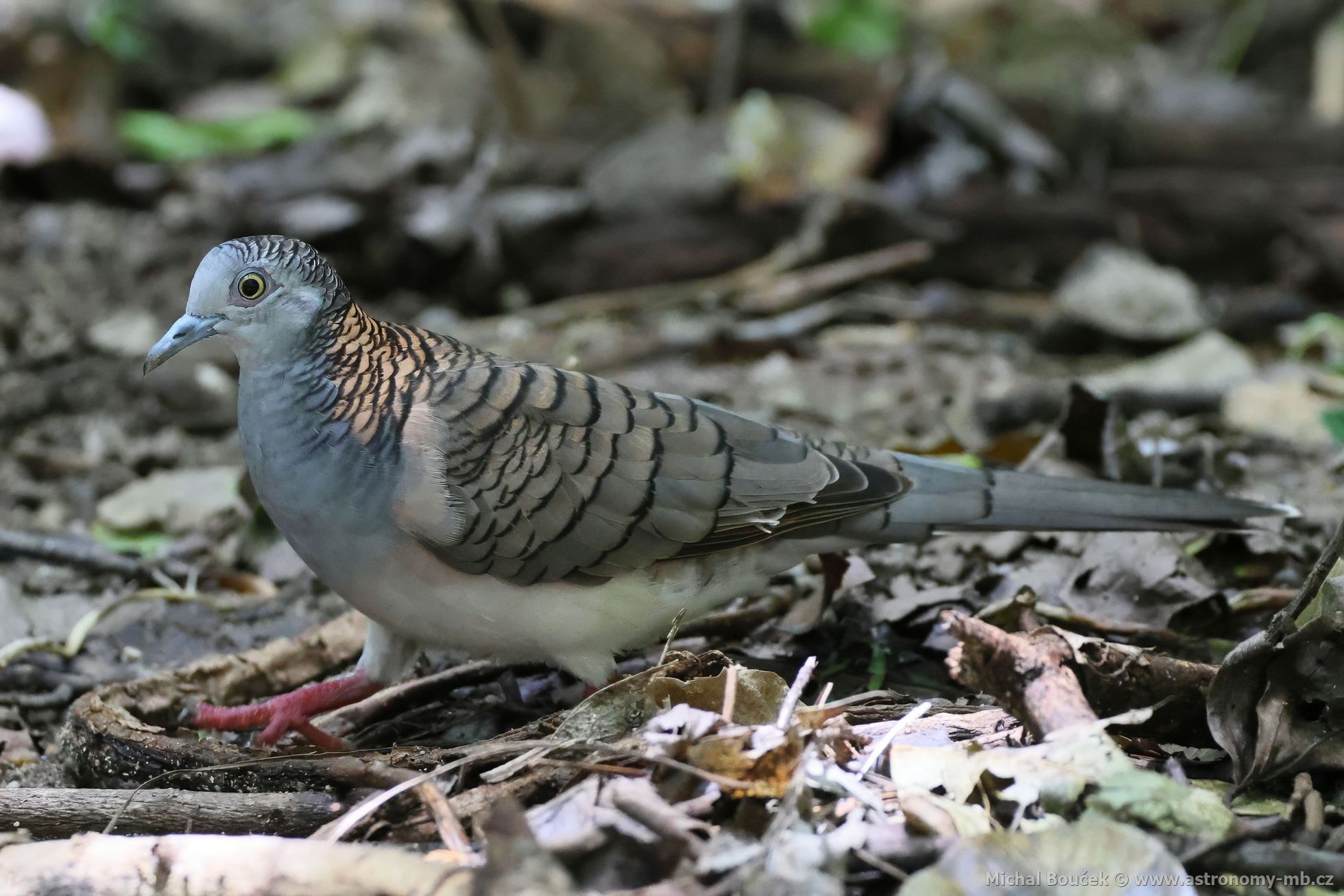 Holoubek bronzovohbetý (Geopelia humeralis)