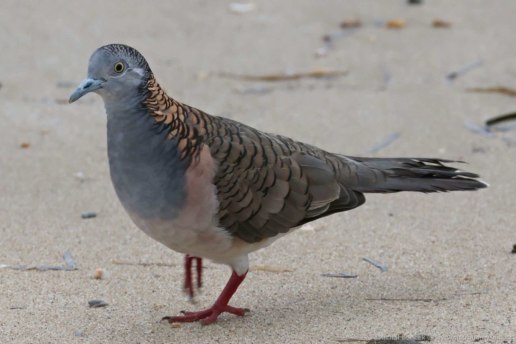 Holoubek bronzovohbetý (Geopelia humeralis)