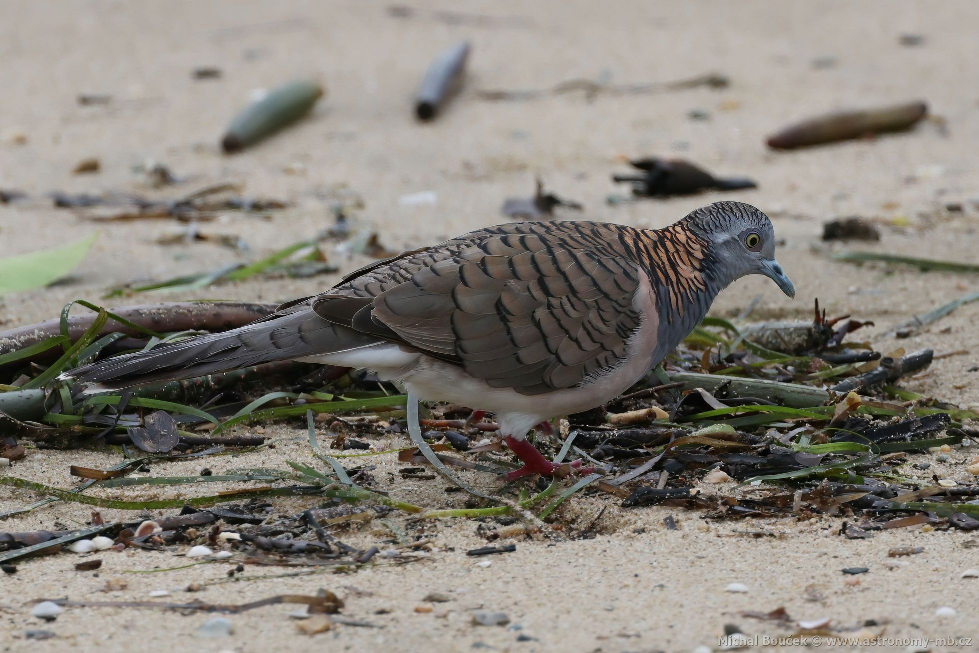 Holoubek bronzovohbetý (Geopelia humeralis)