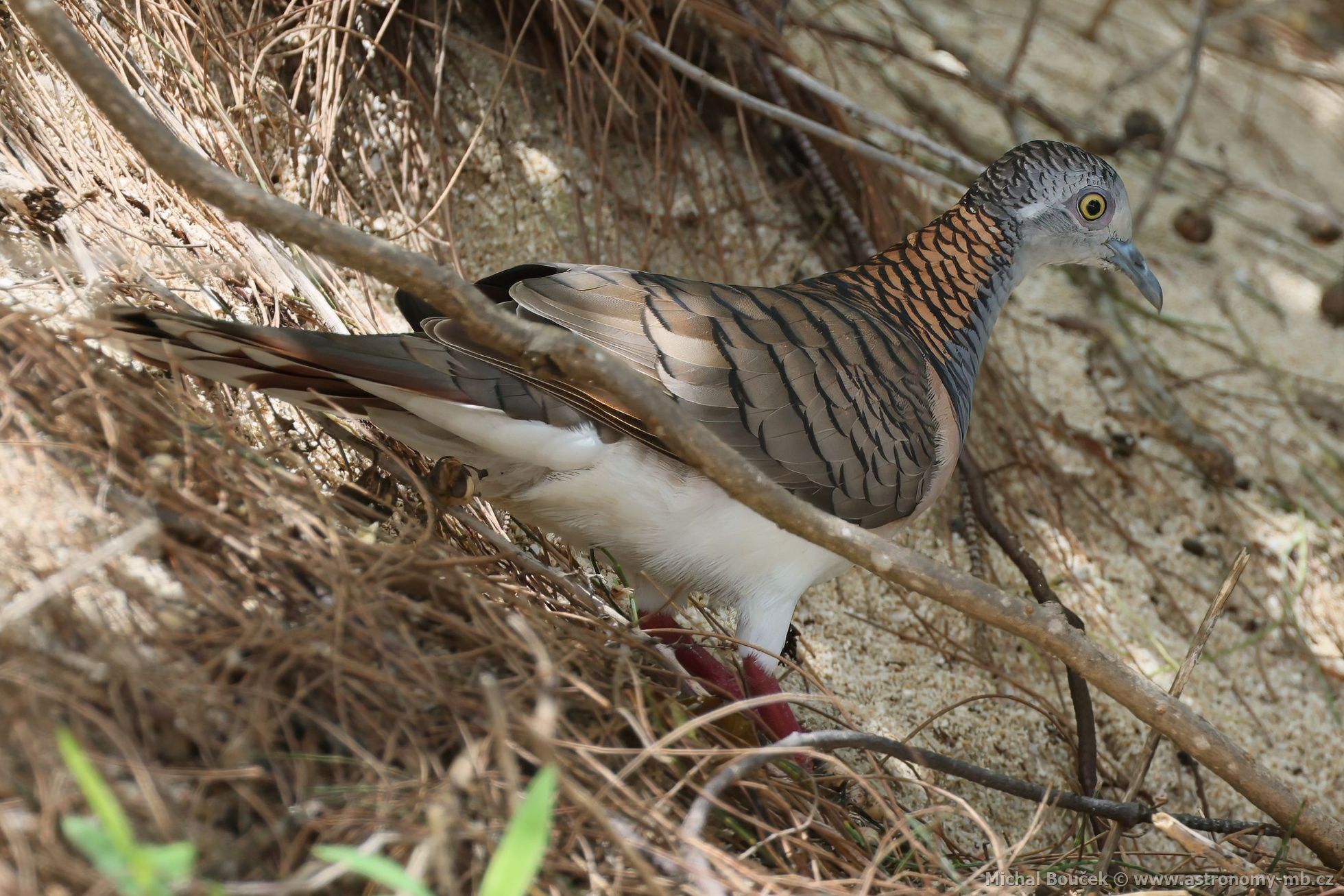 Holoubek bronzovohbetý (Geopelia humeralis)