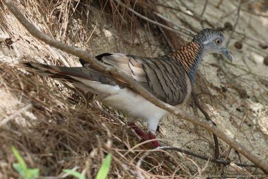 Holoubek bronzovohbetý (Geopelia humeralis)