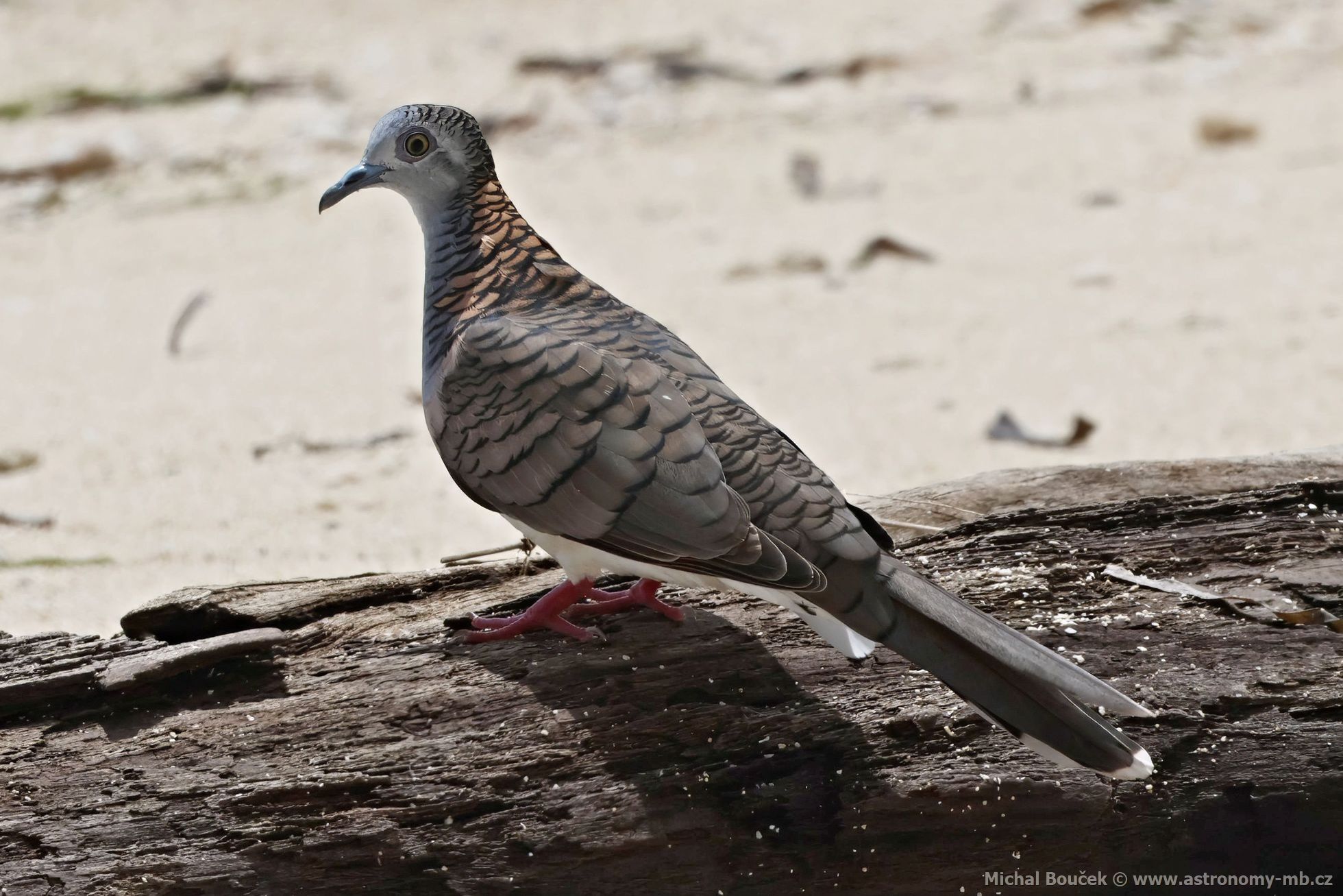 Holoubek bronzovohbetý (Geopelia humeralis)