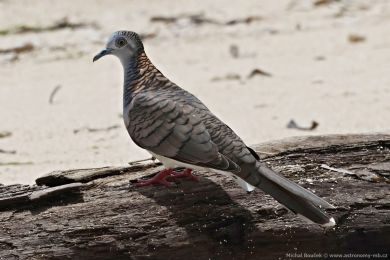 Holoubek bronzovohbetý (Geopelia humeralis)