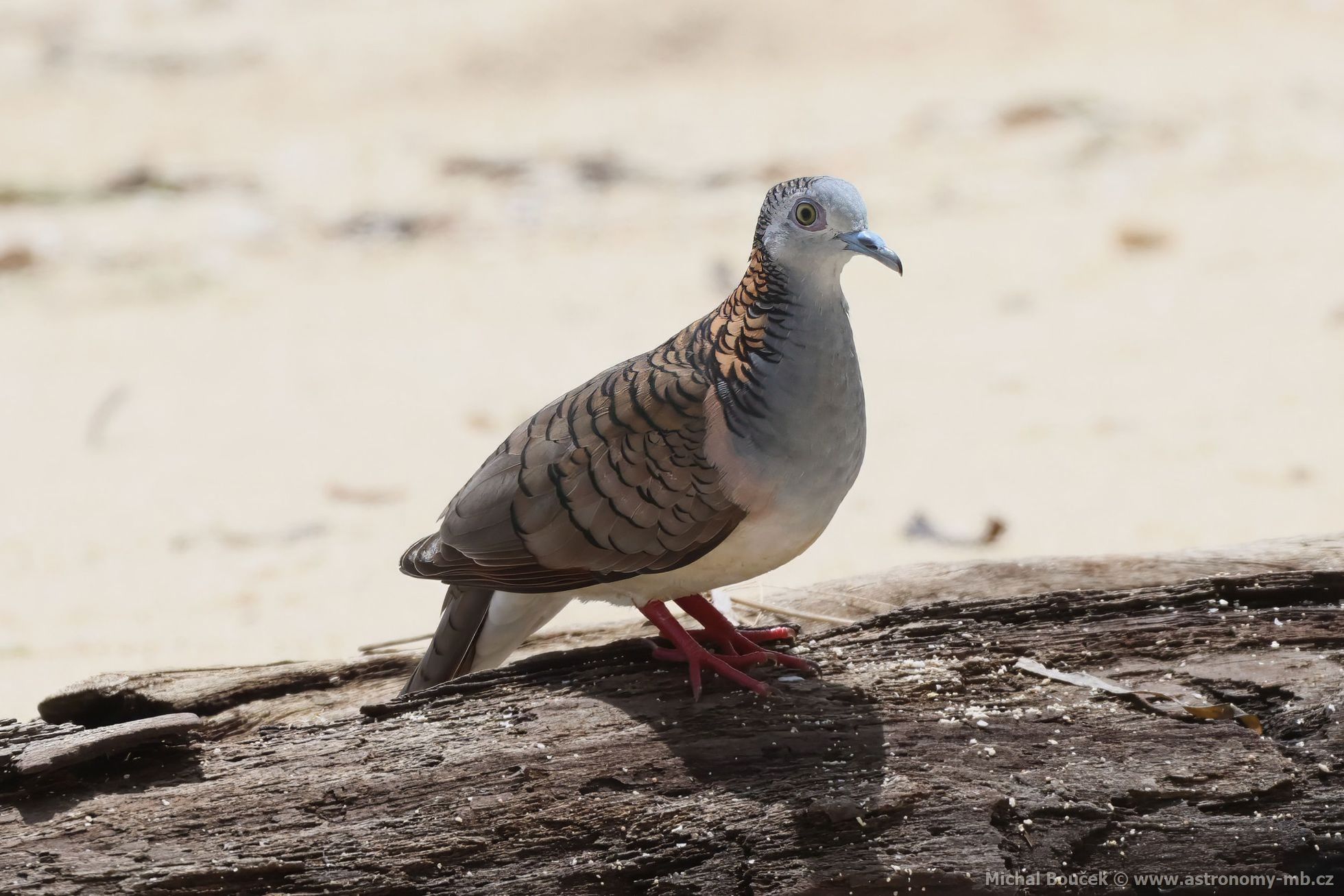 Holoubek bronzovohbetý (Geopelia humeralis)