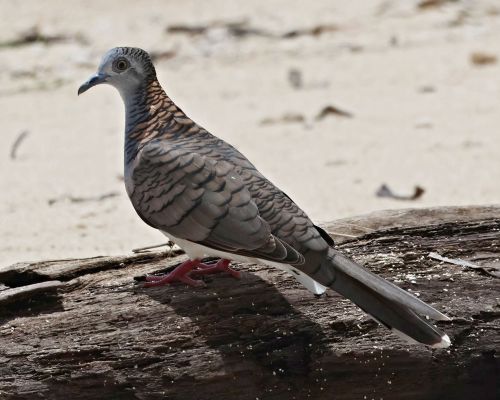 Holoubek bronzovohbetý (Geopelia humeralis)