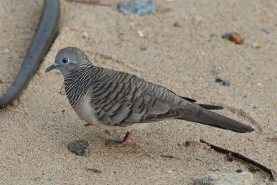 Holoubek proukokrký (Geopelia placida)