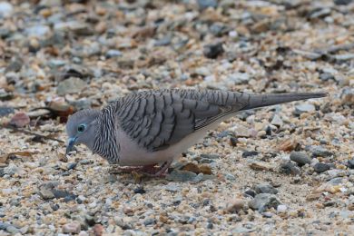Holoubek proukokrký (Geopelia placida)
