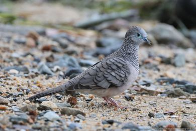 Holoubek proukokrký (Geopelia placida)