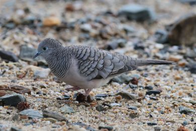 Holoubek proukokrký (Geopelia placida)