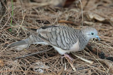 Holoubek proukokrký (Geopelia placida)