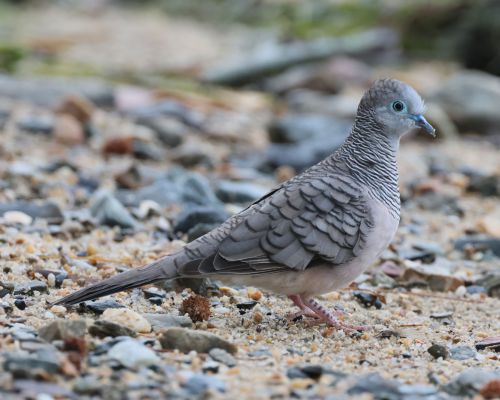 Holoubek proukokrký (Geopelia placida)