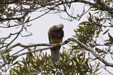 Holub arokrásný (Ptilinopus magnificus)