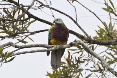 Holub arokrásný (Ptilinopus magnificus)