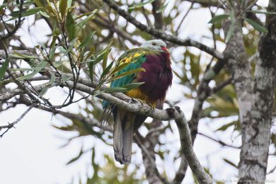 Holub arokrásný (Ptilinopus magnificus)