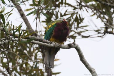 Holub arokrásný (Ptilinopus magnificus)