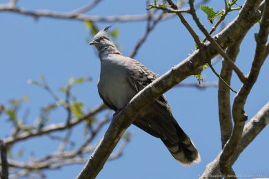 Holub chocholatý (Ocyphaps lophotes)