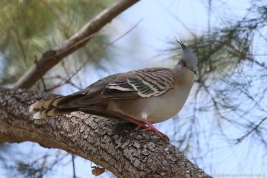 Holub chocholatý (Ocyphaps lophotes)
