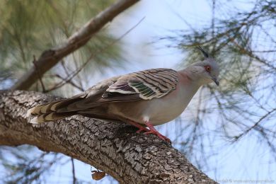 Holub chocholatý (Ocyphaps lophotes)