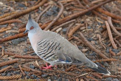 Holub chocholatý (Ocyphaps lophotes)